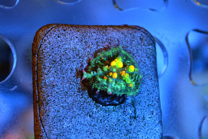 OG Bounce Mushroom #2