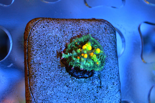 OG Bounce Mushroom #2
