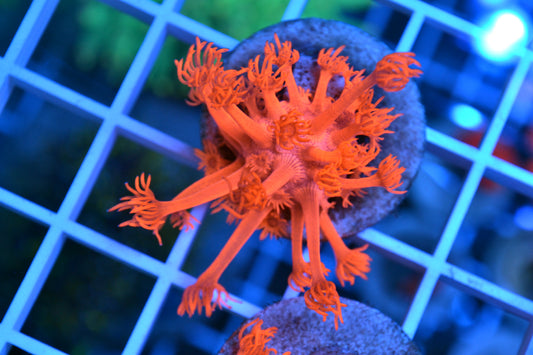 Hot Pink Goniopora