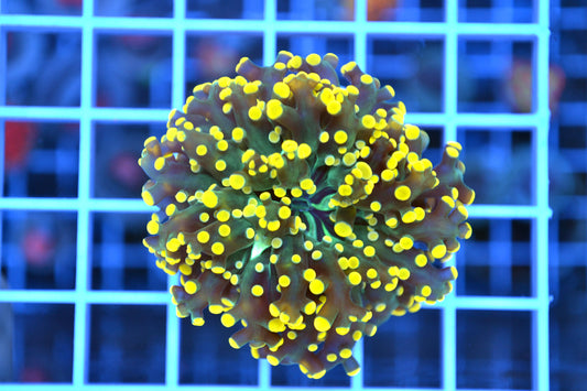 Orange Frogspawn #1
