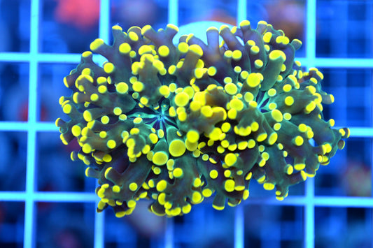 Orange Frogspawn #2