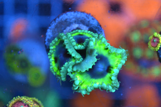 Green Grandis Palythoa