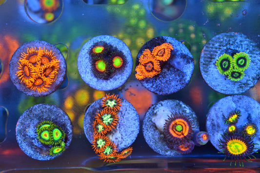 Zoa Pack #1