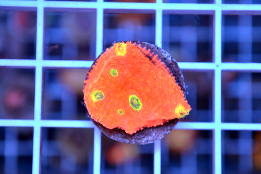 Pink Boobies Chalice