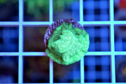 Green leptoseris (Starter Frag)