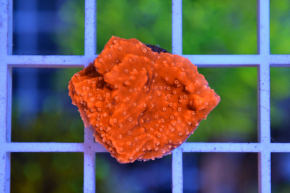 Orange Montipora Plate (Starter Frag)