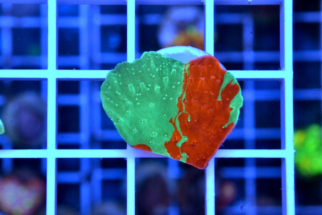 Grafted Monti Cap #2