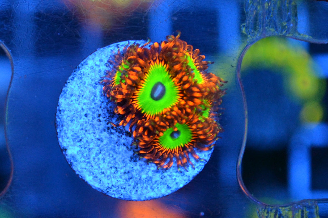 Zoa - Candy Apple Red (Small Frag - Not WYSIWYG)