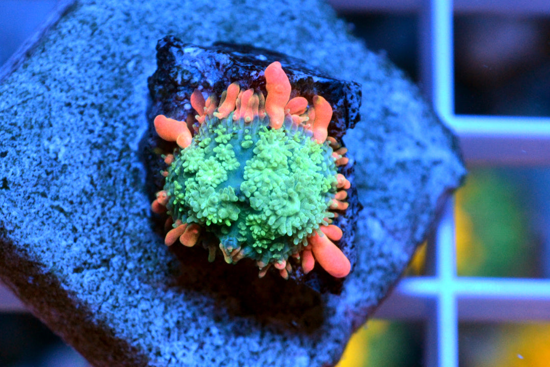 Frankenstein Bounce Mushroom #9