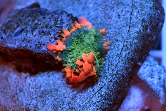 Frankenstein Bounce Mushroom #8