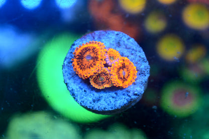 Zoa - Eye of Sauron (Small Frag - Not WYSIWYG)