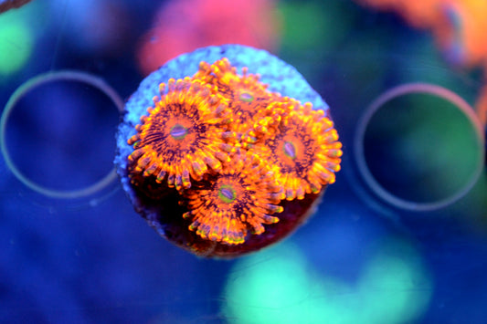 Zoa - Eye of Sauron (Small Frag - Not WYSIWYG)