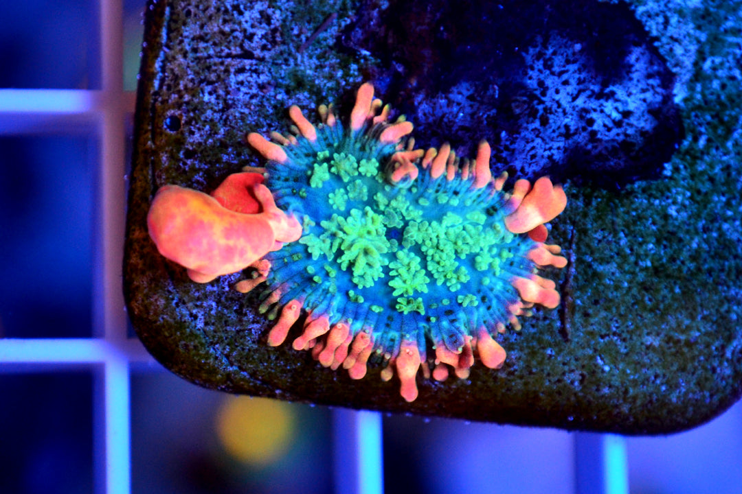Frankenstein Bounce Mushroom - 03202026