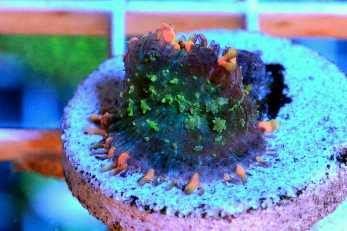 Frankenstein Bounce Mushroom 10032026b - WYSIWYG