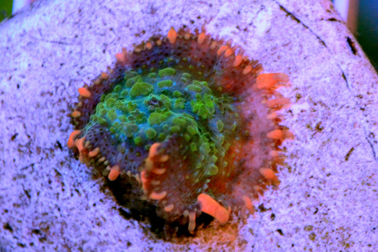 Frankenstein Bounce Mushroom #2 - WYSIWYG