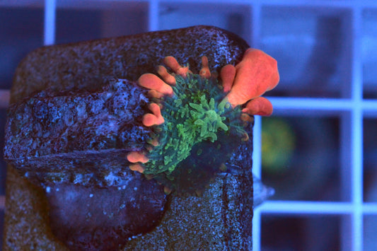 Frankenstein Bounce Mushroom #4