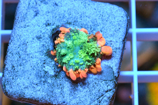 Frankenstein Bounce Mushroom #7