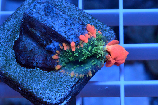 Frankenstein Bounce Mushroom #4