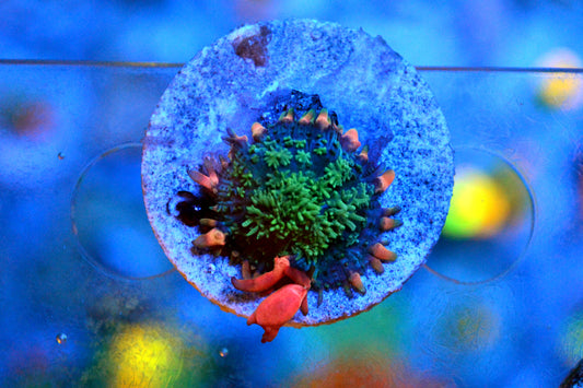Frankenstein Bounce Mushroom - 04272026A