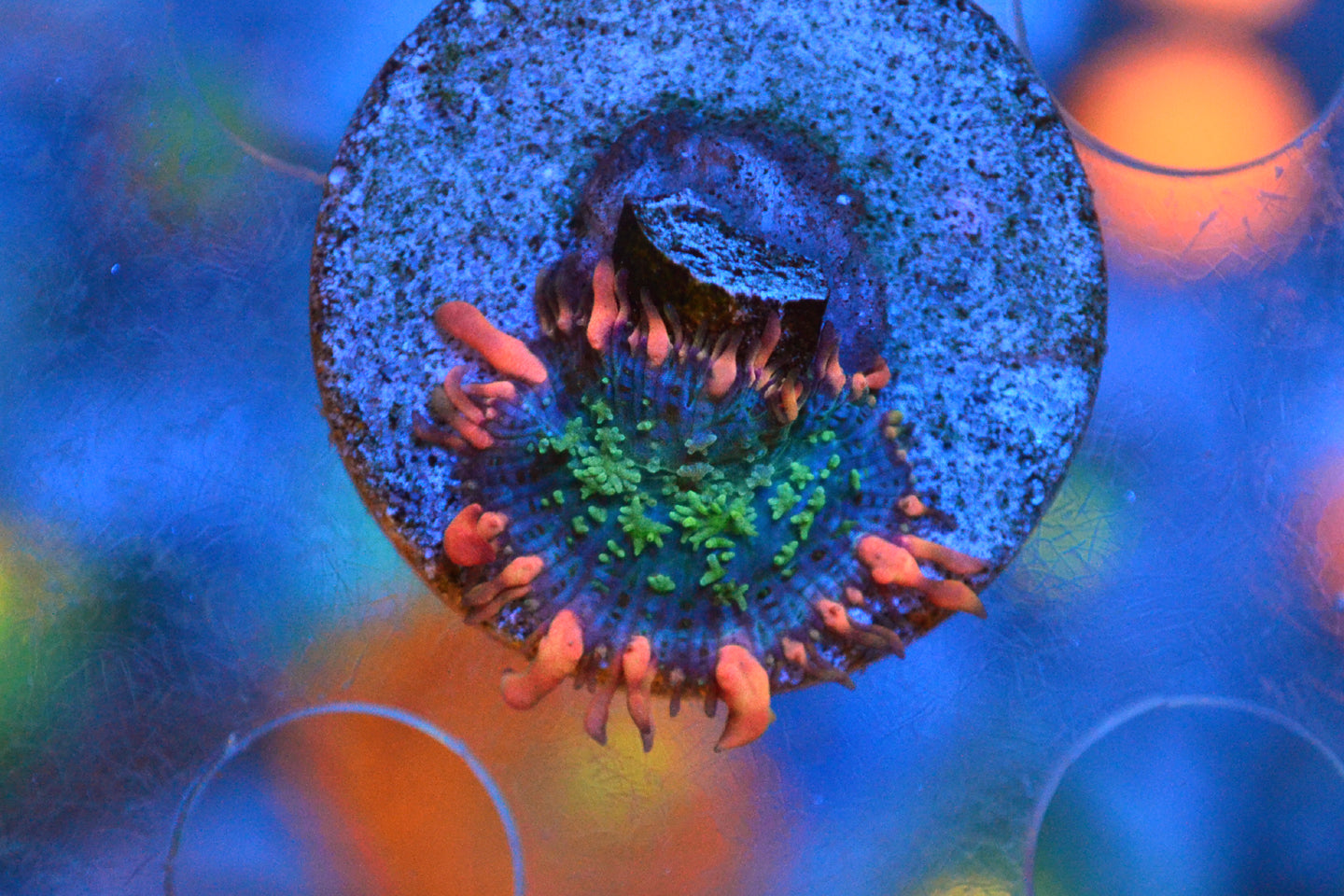 Featured Collection – Bright Corals