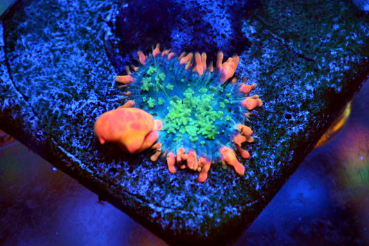 Frankenstein Bounce Mushroom - 2026b