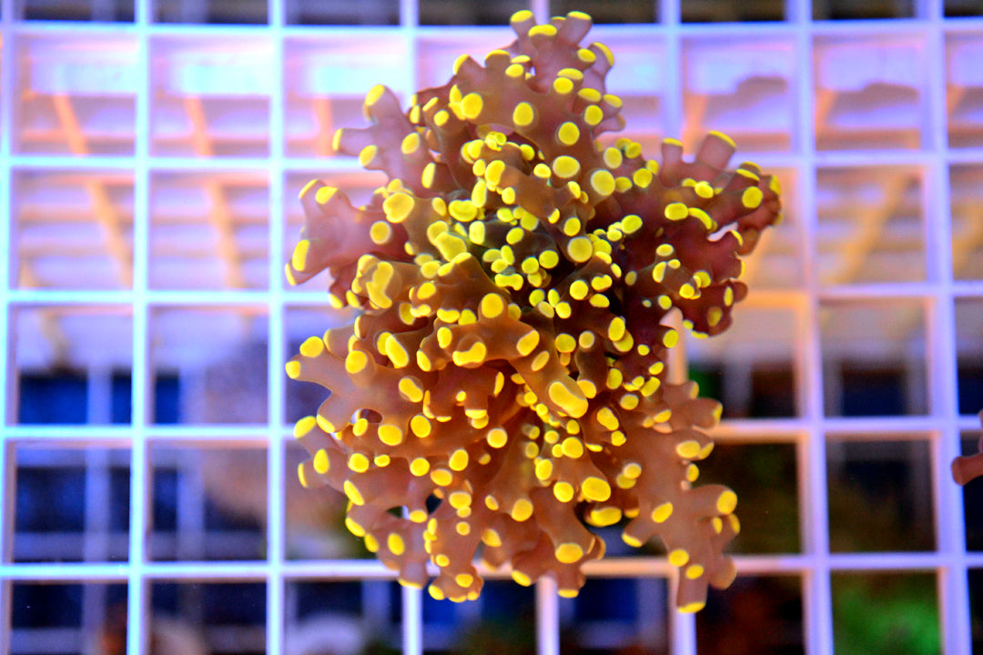 Orange Frogspawn - WYSIWYG