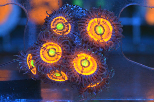 Gobstopper (Large Frag - Not WYSIWYG)