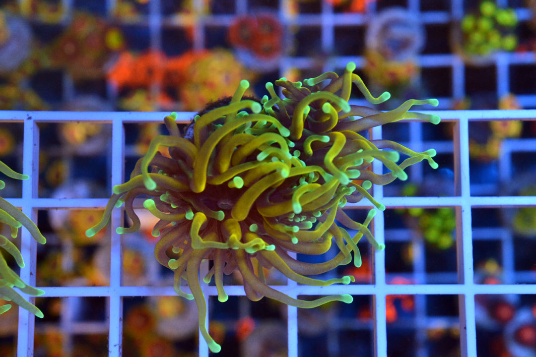 Gold Torch - 2 heads