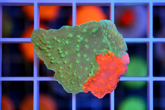 Grafted Montipora Plate (WYSIWYG)