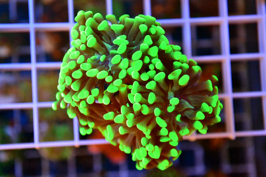 Neon Green Hammer - 2 Heads - WYSIWYG