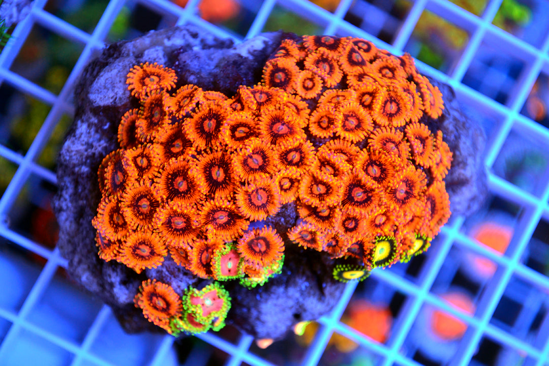 Zoa Colony (Eye of Sauron, Pink Diamond, Scrambled Egg) (WYSIWYG)