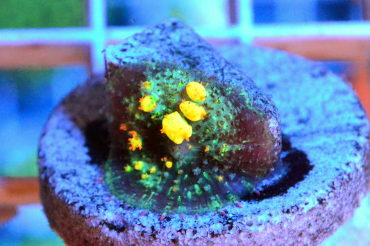 OG Bounce Mushroom 10032026a - WYSIWYG