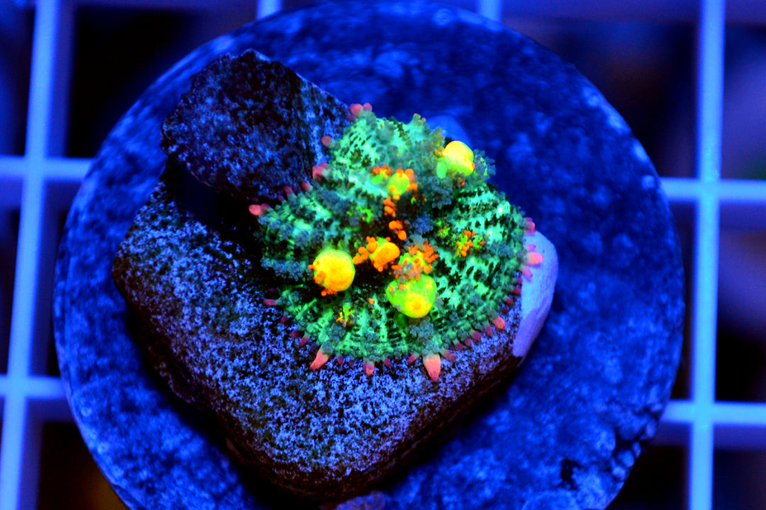 OG Bounce Mushroom - 03202026