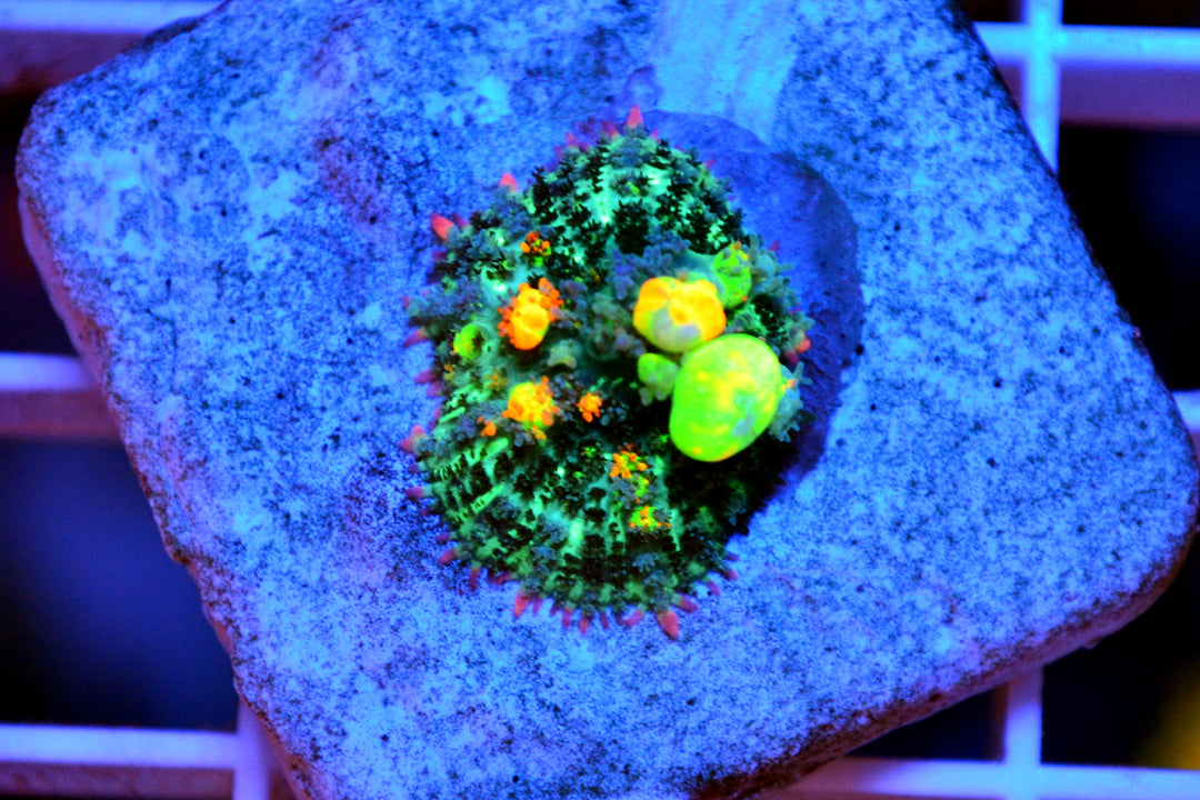 OG Bounce Mushroom - 03252026