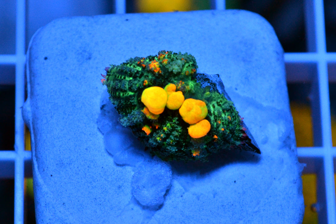 OG Bounce Mushroom #7