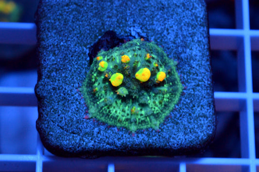 OG Bounce Mushroom #6