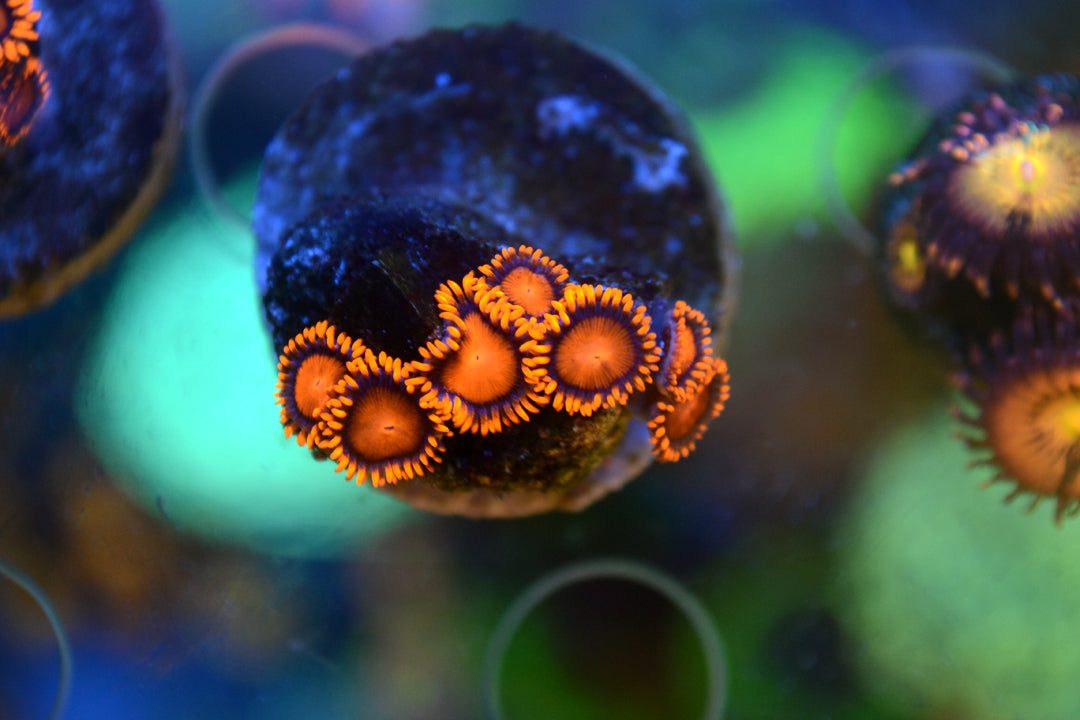 Zoa - Orange Bam Bam (Small Frag - Not WYSIWYG)