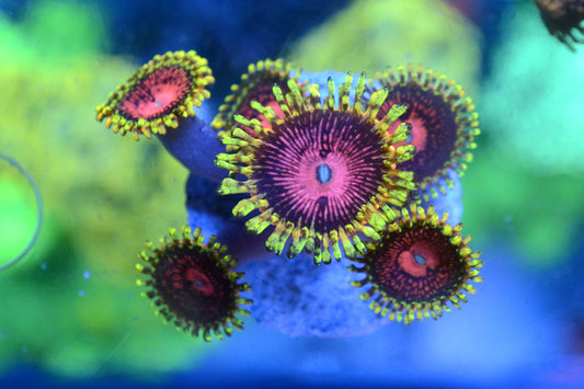 Pink Diamond (Large Frag - Not WYSIWYG)