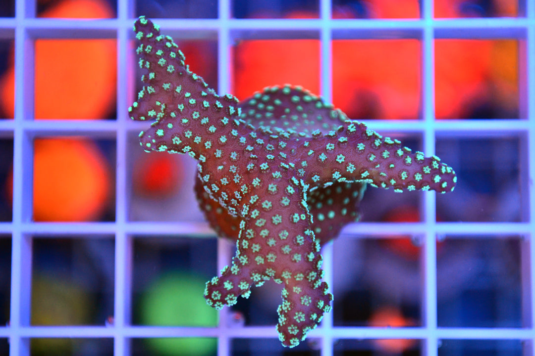Rainbow Stylophora (WYSIWYG)