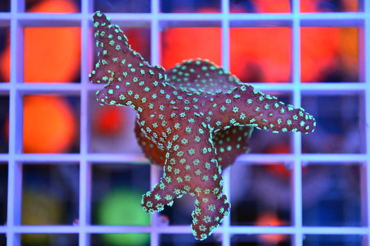 Rainbow Stylophora (WYSIWYG)