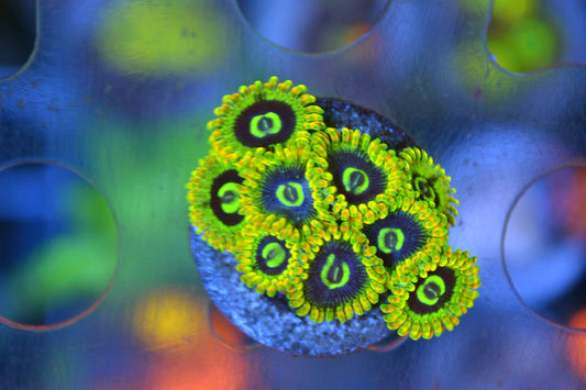 Rainbow Yoda (Not WYSIWYG)