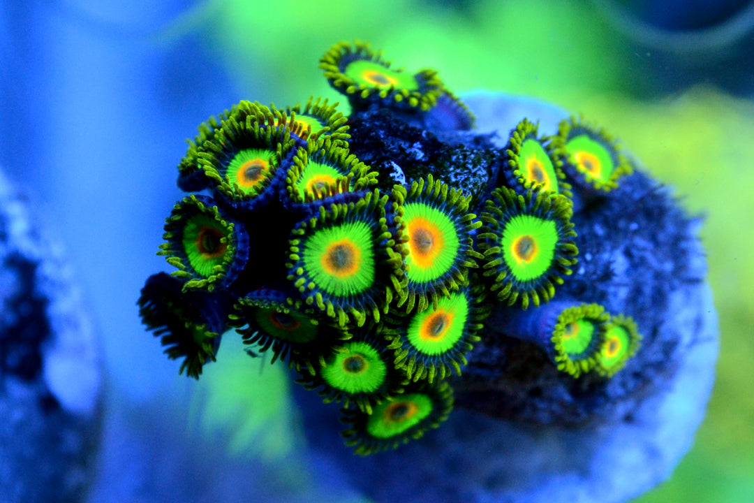 Rasta (Large Frag - Not WYSIWYG)