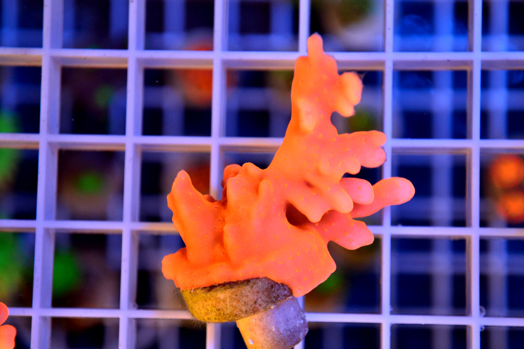 Orange Setosa (WYSIWYG)