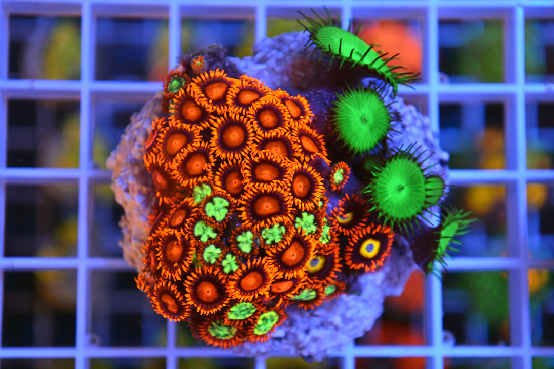 Zoa Colony #2 (Blondie, Orange Bam Bam, Ring of Fire, Green Button Polyps) (WYSIWYG)