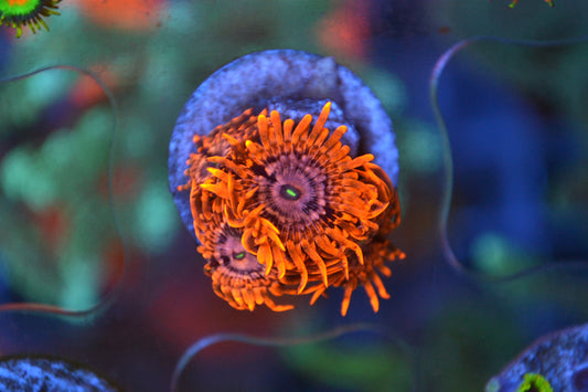 Zoa - Utter Chaos (Small Frag - Not WYSIWYG)