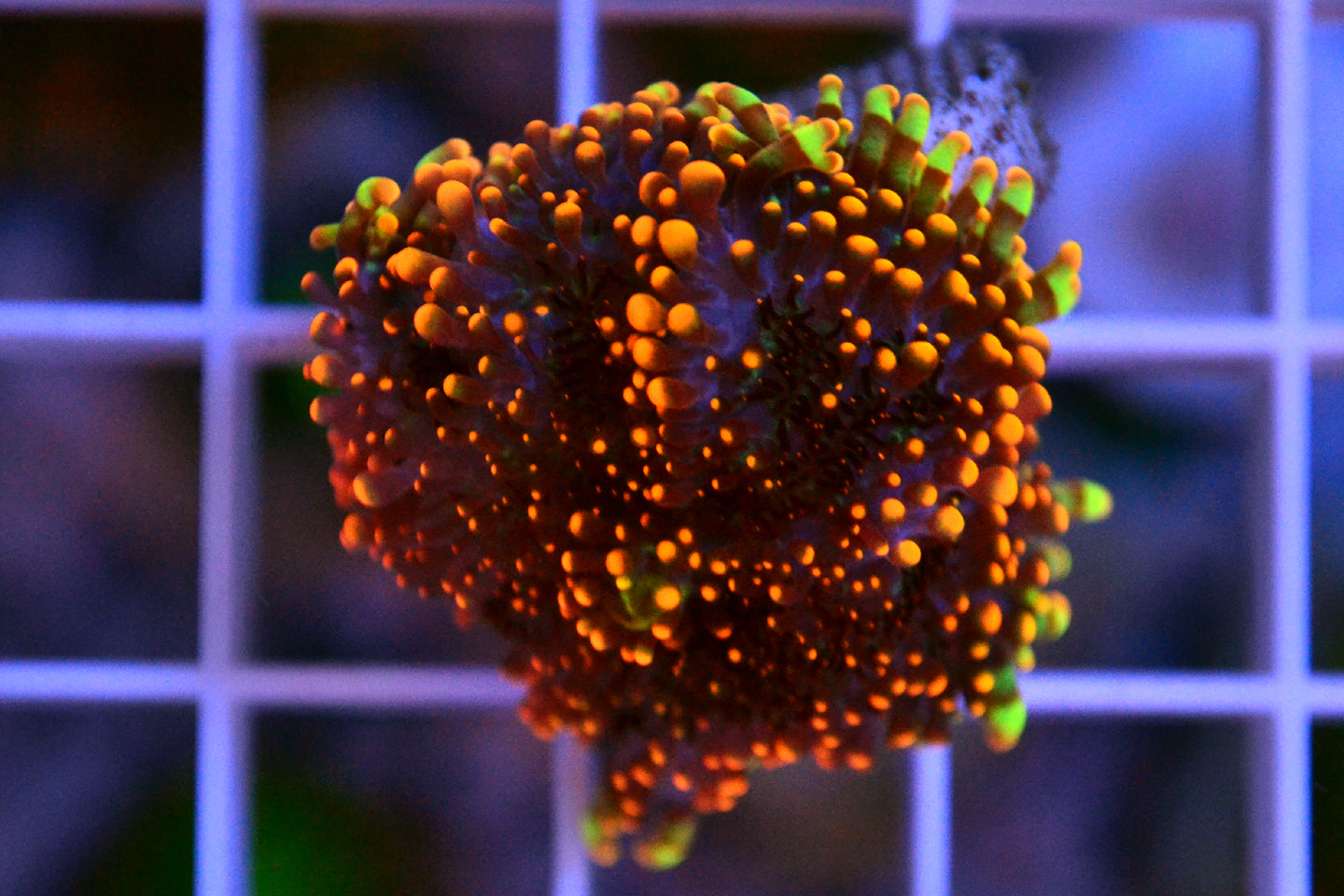 Gorilla Yuma Mushroom - Medium - WYSIWYG