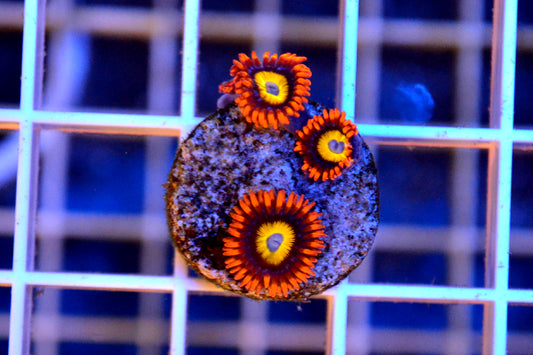 Blondie - WYSIWYG