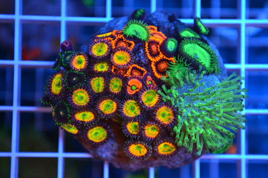 Zoa Colony (Sunny Delight Orange Bam Bam, Gobstopper, Green Button Polyps, Green Toadstool) (WYSIWYG)